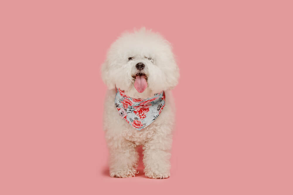 A dog of Bichon frize breed isolated on pink color