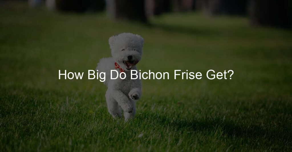 how big do bichon frise get