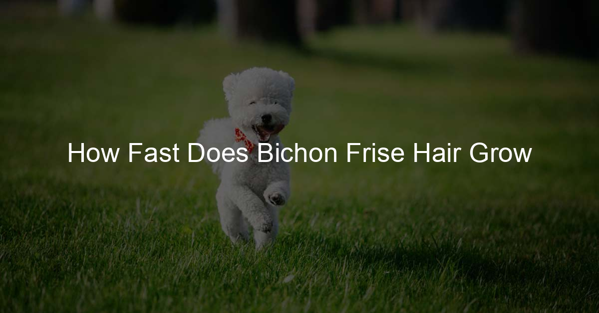 How Fast Does Bichon Frise Hair Grow