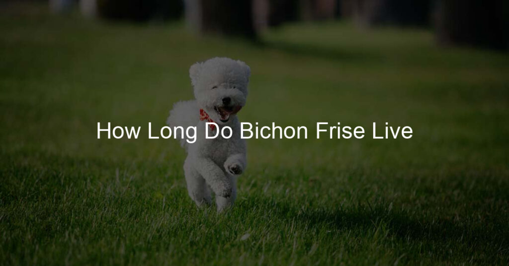 How Long Do Bichon Frise Live