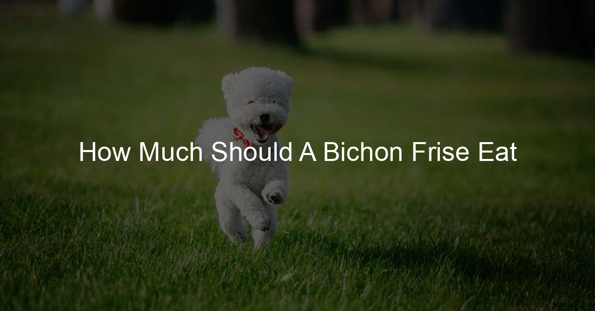 How Much Should A Bichon Frise Eat