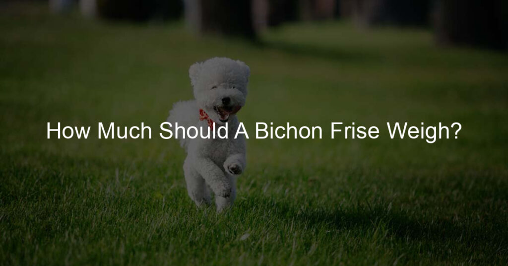 how much should a bichon frise weigh
