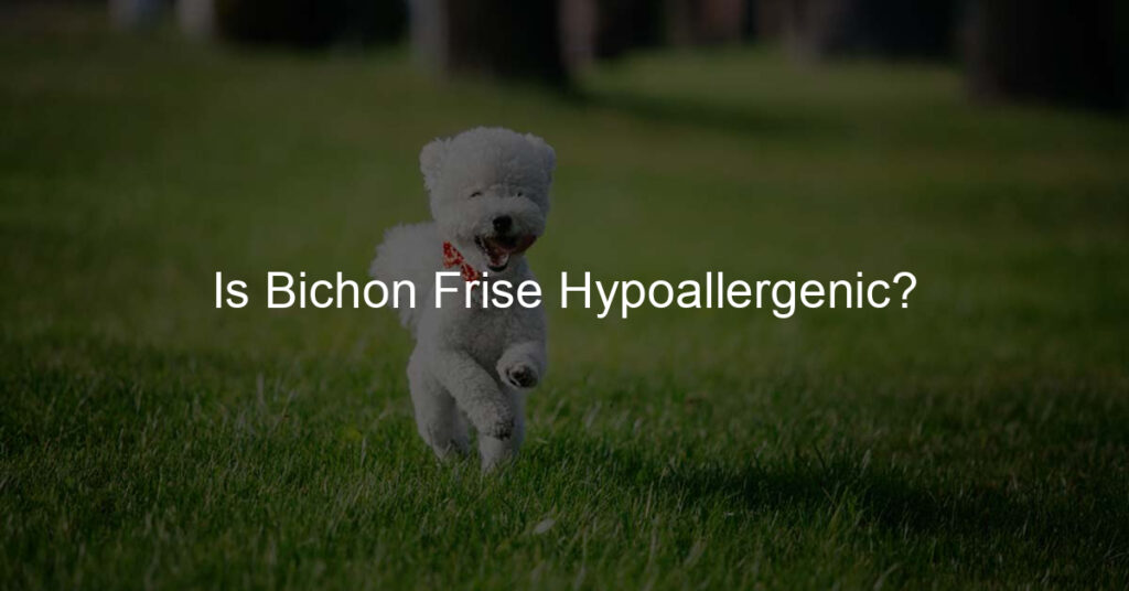 bichon frise hypoallergenic