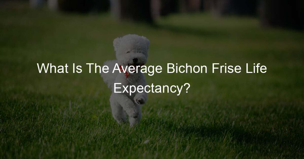 bichon frise life expectancy